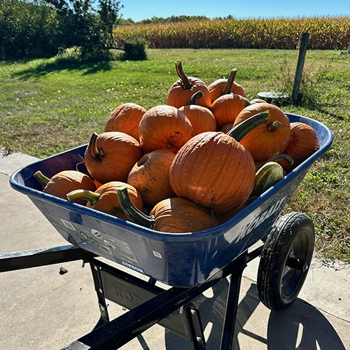 Pumpkins in Wheelbarrow