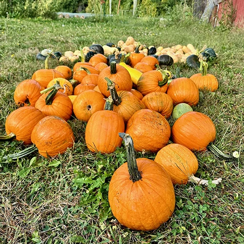 Pumpkins