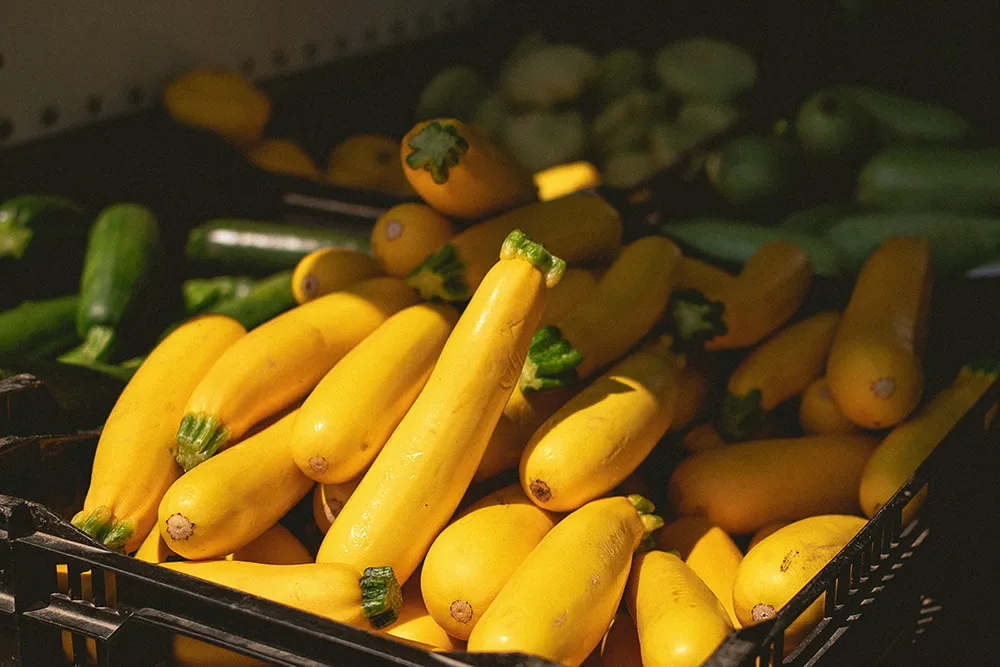 Summer Squash