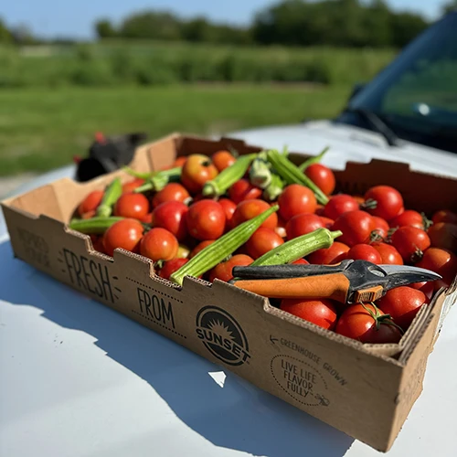 Tomatoes