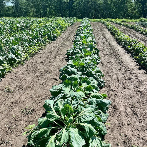 Vegetable Rows