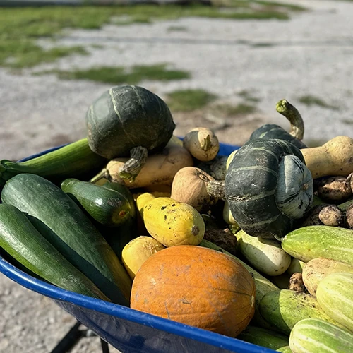 Vegetables in Wheelbarrow