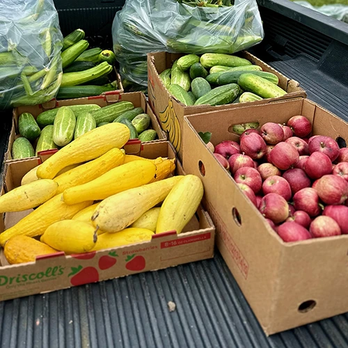 Vegetables in boxes