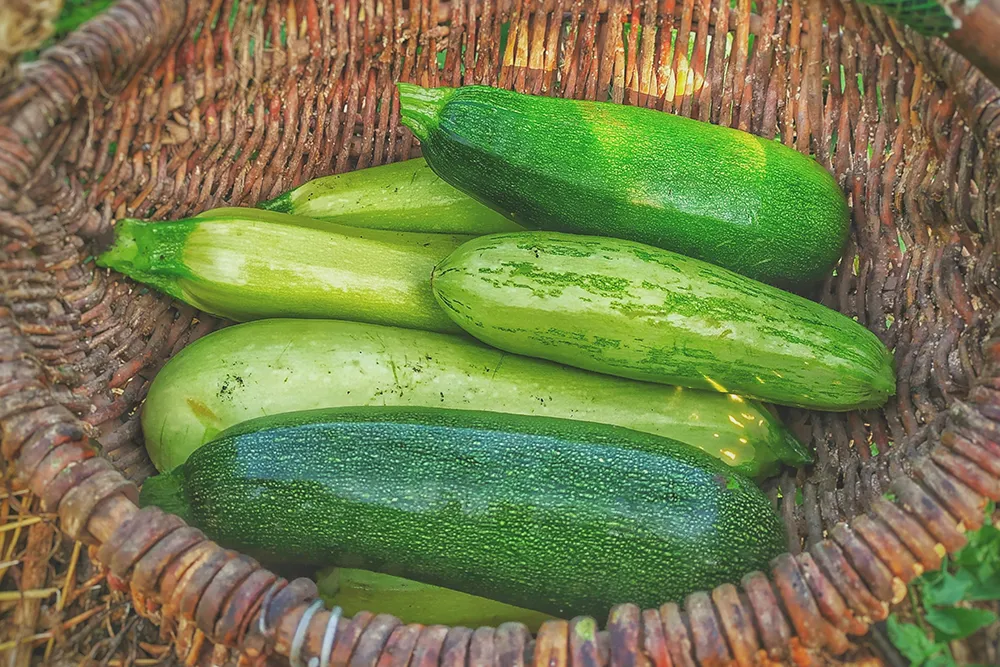 Zucchini